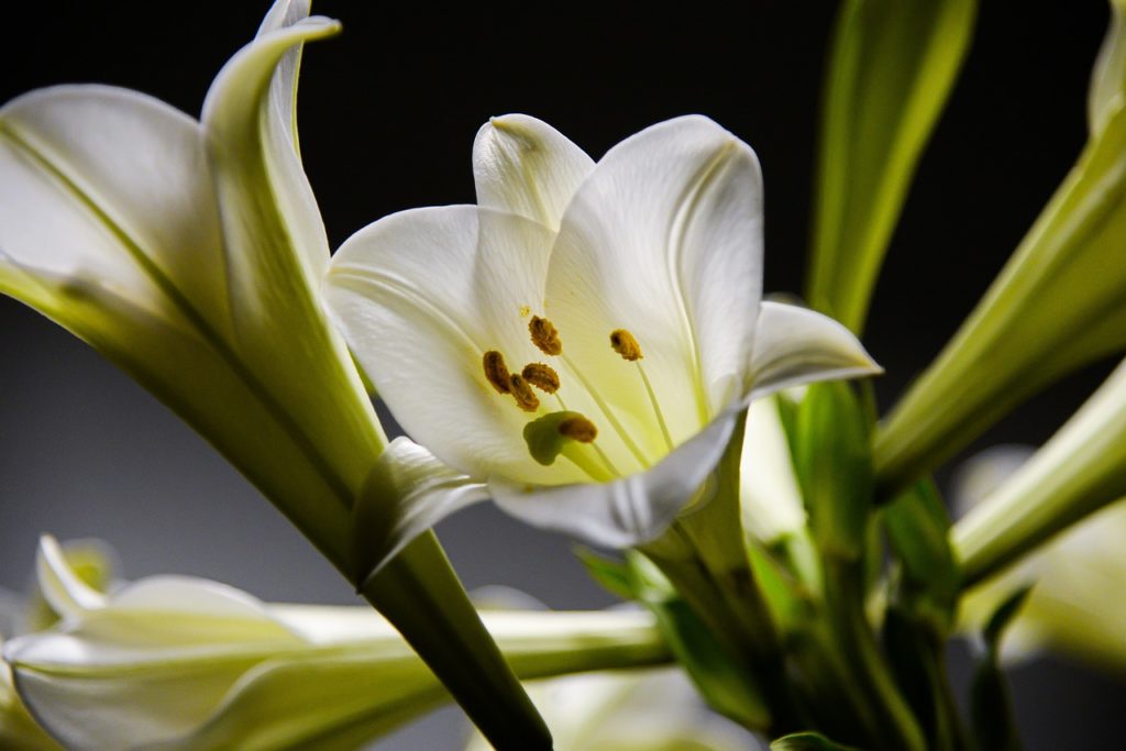 lily, flower background, flower-6142496.jpg